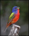_2SB3167 painted bunting